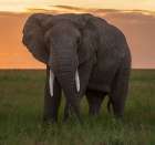 Africa, Tanzania, Serengeti National Park. Close-up of elephant at sunset. Art Print